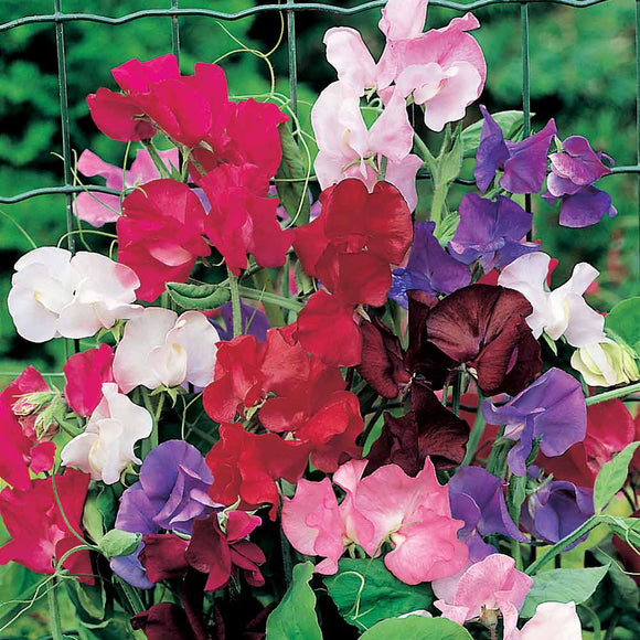 Sweet Pea (Spencer)